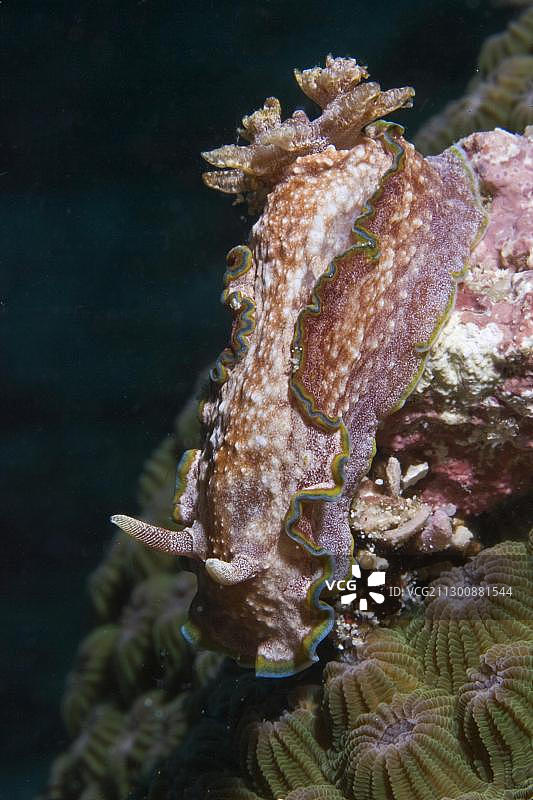 印度尼西亚海蛞蝓图片素材