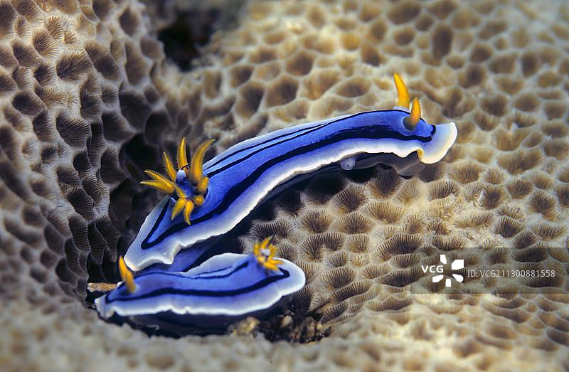 安娜多彩海蛞蝓，菲律宾，东南亚，亚洲图片素材