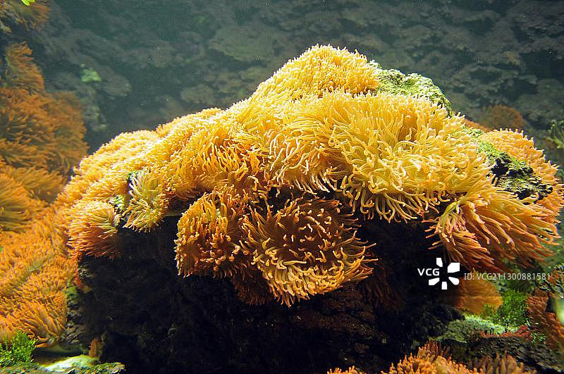 四色海葵，水族箱拍摄图片素材