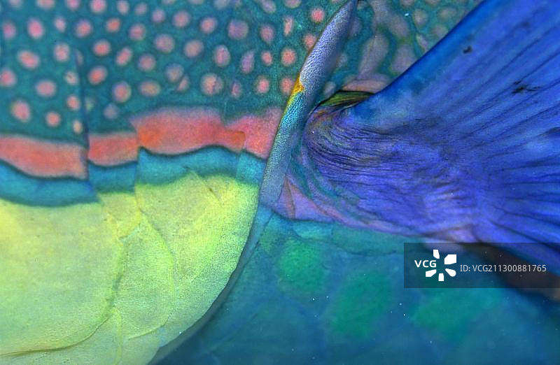 双色鹦嘴鱼的鳍图片素材