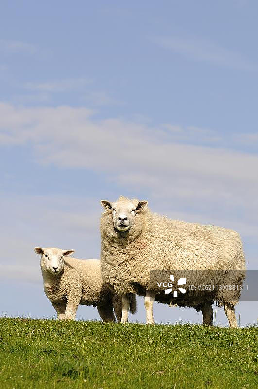 德国石勒苏益格-荷尔斯泰因州，达格比尔附近的绵羊图片素材