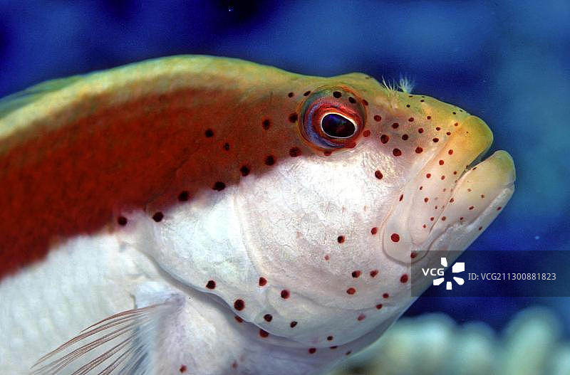 马尔代夫黑边鹰鱼图片素材