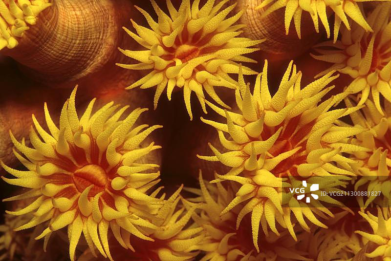 菲律宾橙色杯珊瑚图片素材