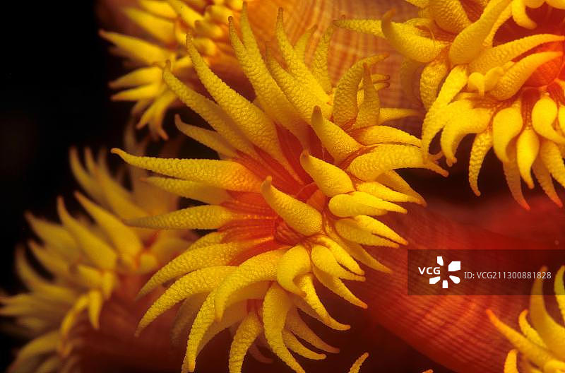 菲律宾橙色杯珊瑚图片素材