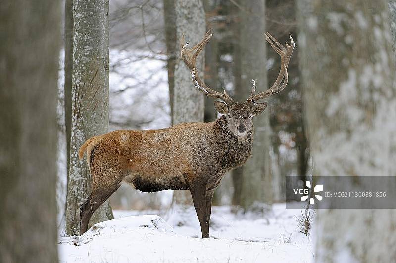 雪地里的雄性马鹿图片素材