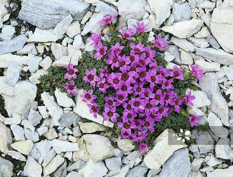 开花的紫色虎耳草，卡松斯格拉特，瑞士阿尔卑斯山图片素材