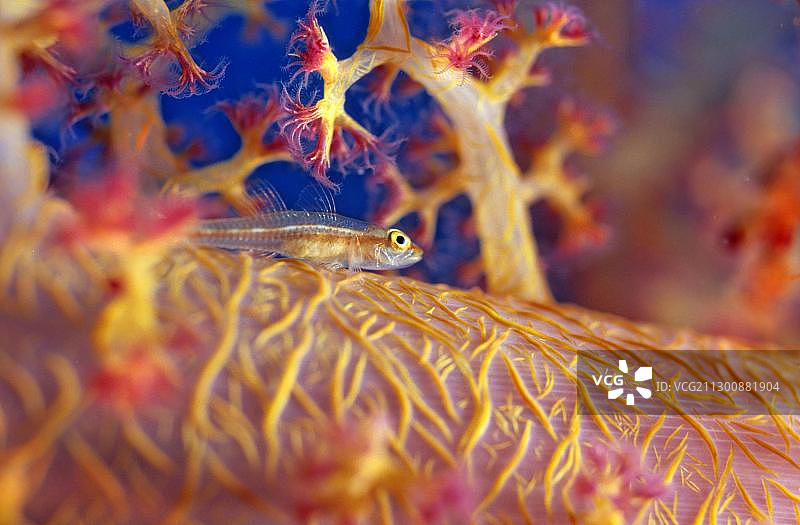 洛基鞭虾虎鱼，红海图片素材
