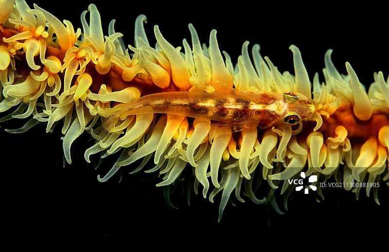 马尔代夫洛基鞭虾虎鱼图片素材