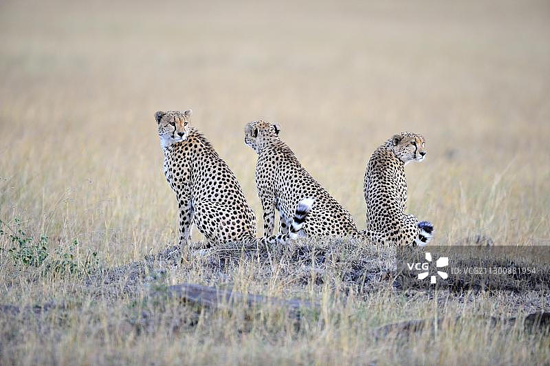 肯尼亚马赛马拉：三兄弟猎豹图片素材