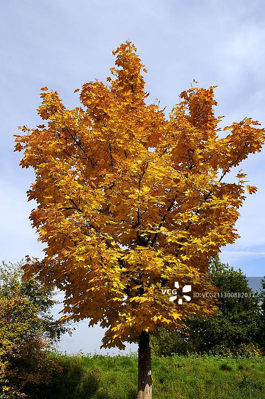 秋色挪威枫树，埃肯塔尔，中弗兰肯，巴伐利亚，德国，欧洲图片素材