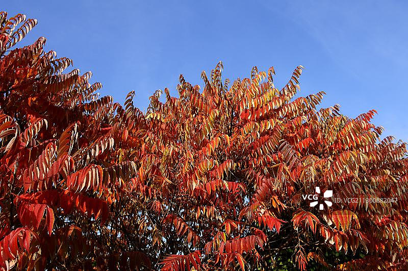 红叶漆树，德国巴伐利亚州上弗兰肯图片素材