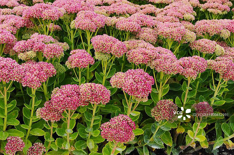 长药景天，又名“秋日之友”图片素材