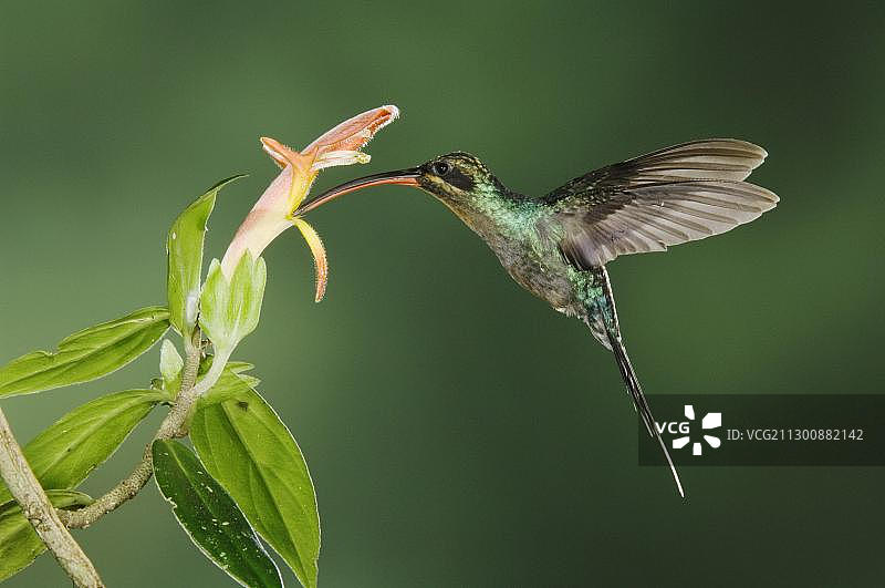绿隐蜂鸟在哥斯达黎加山谷中飞翔觅食图片素材