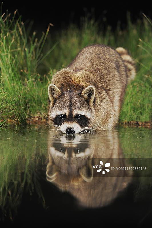 浣熊，成年浣熊夜间在湿地湖泊饮水图片素材