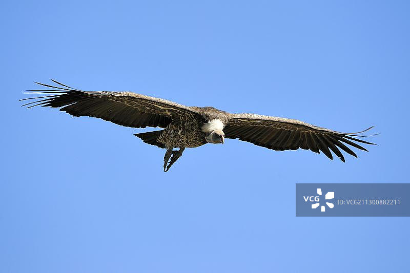 Ruppell秃鹰飞行，马赛马拉自然保护区，肯尼亚，东非，非洲图片素材