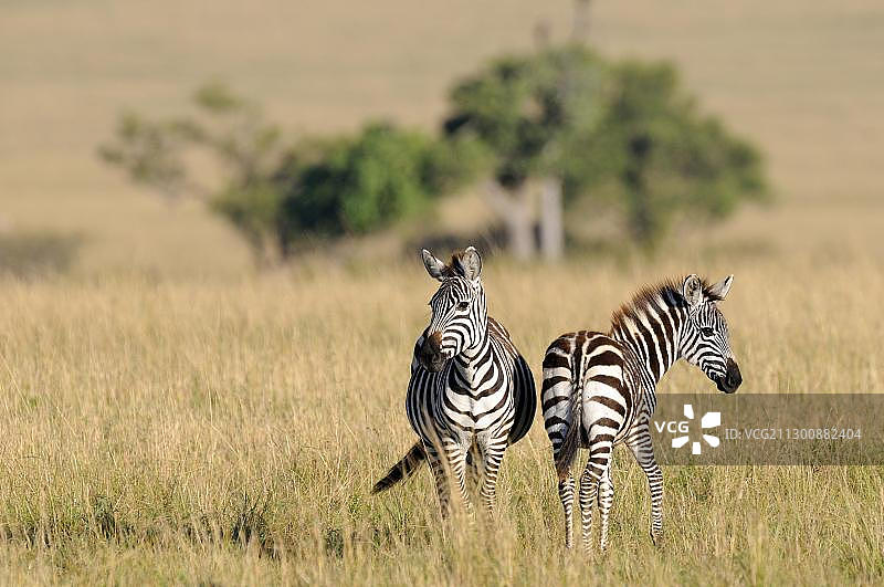格氏斑马，马赛马拉自然保护区，肯尼亚，东非，非洲图片素材