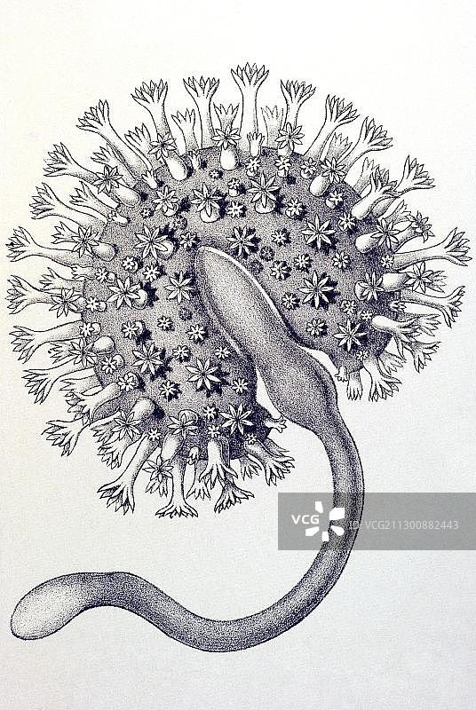 海笔，雷尼拉海肾，《自然界的艺术形态》图片素材