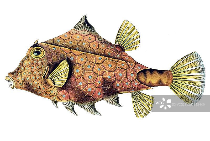 箱鲀历史书籍插图，选自恩斯特·海克尔《自然界的艺术形态》图片素材