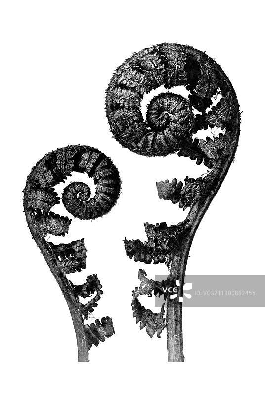 历史照片：卡尔·布罗斯费尔德《艺术的原始形态》中的欧洲蕨图片素材