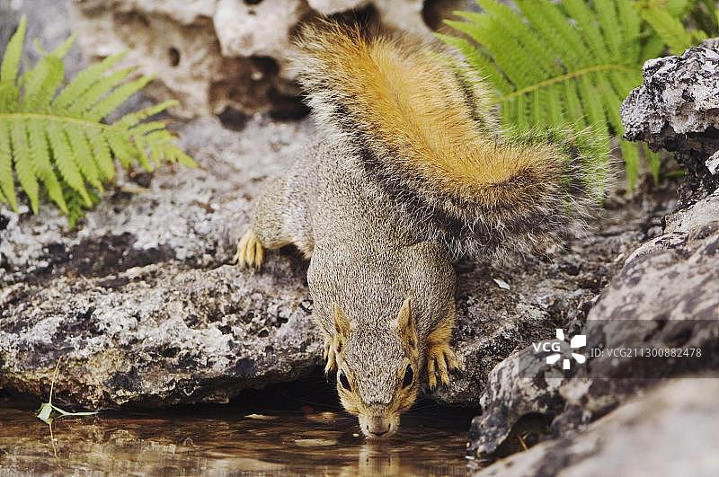 东部狐松鼠成年，美国得州泉水池塘饮水图片素材