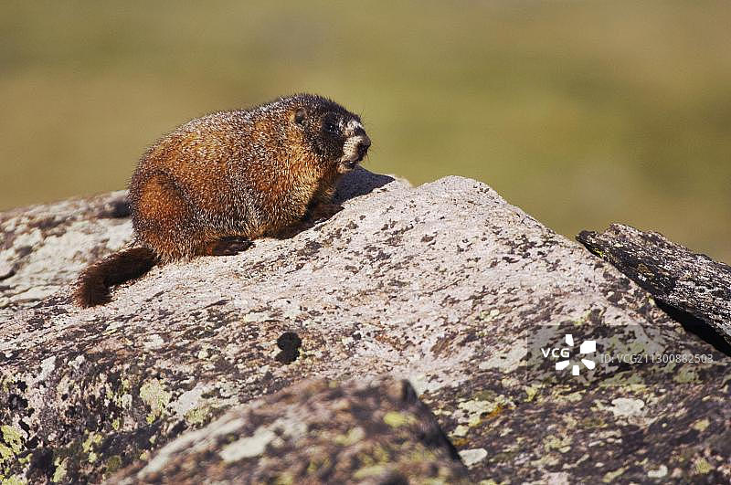 美国科罗拉多州落基山国家公园的土拨鼠图片素材
