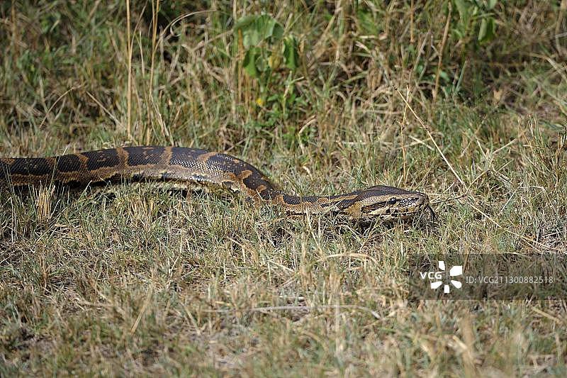 非洲岩蟒（Python sebae），肯尼亚马赛马拉自然保护区图片素材