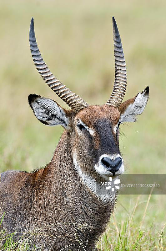 非洲肯尼亚马赛马拉国家公园的德法萨水羚肖像图片素材