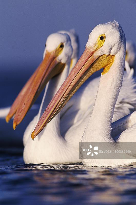 美国得克萨斯州成年美洲白鹈鹕图片素材