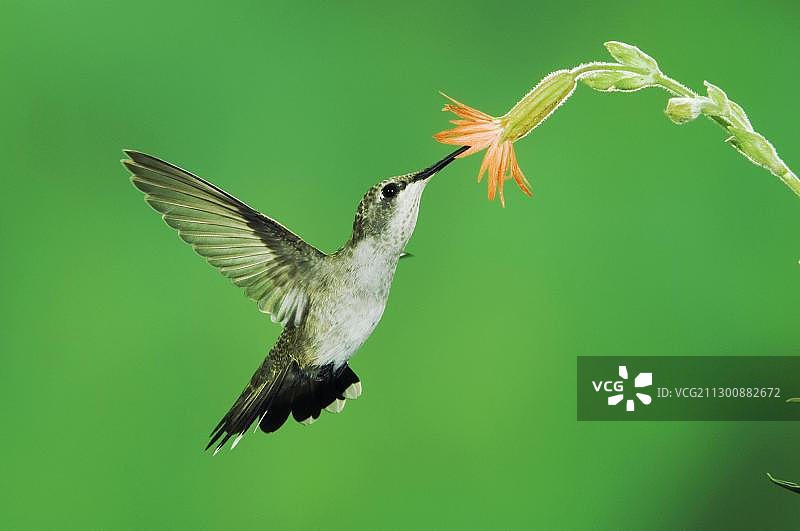 黑颏蜂鸟(Archilochus alexandri),雌性在飞行中以猩红色吉利亚花(Gilia aggregata)为食,美国亚利桑那州图森市马德拉峡谷,北美图片素材