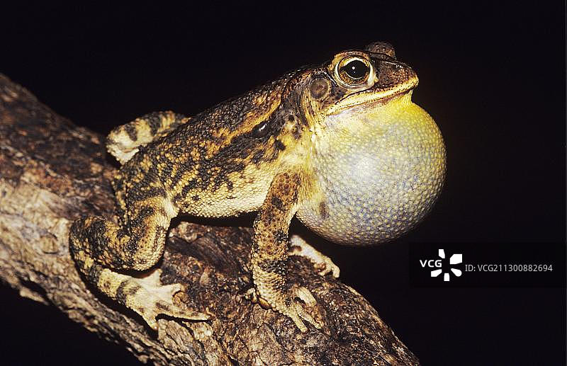海湾沿岸蟾蜍，雄性在夜间鸣叫，美国南德克萨斯州格兰德河谷威拉西县，北美洲图片素材