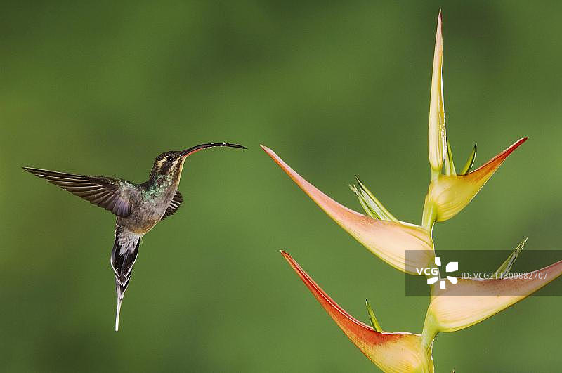 绿隐蜂鸟（雌性）飞行于中美洲哥斯达黎加中央山谷的赫蕉花上图片素材