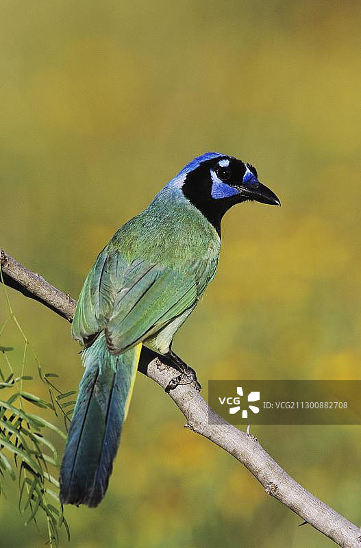 绿樫鸟，成鸟，美国南德克萨斯州图片素材