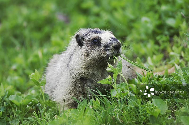 灰毛土拨鼠，成年土拨鼠正在进食，位于美国蒙大拿州冰川国家公园的洛根隘口，北美图片素材