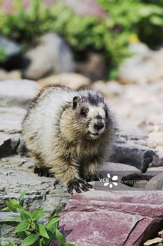 北美灰土拨鼠，幼崽行走，冰川国家公园，美国蒙大拿州图片素材