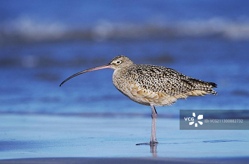 美洲杓鹬，美国德克萨斯州海滩图片素材