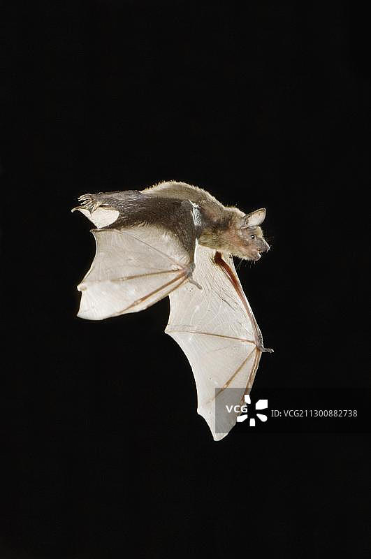 南部德克萨斯州黄昏蝙蝠图片素材