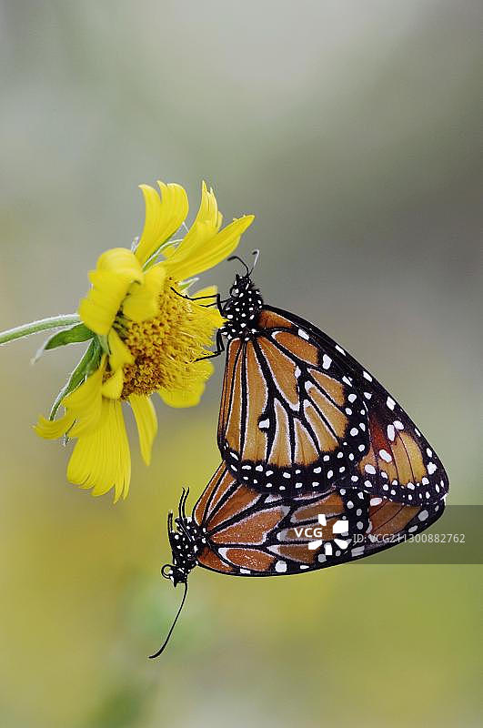 皇后(Danaus gilippus)，在金冠胡子(Verbesina encelioides)配对，Willacy县，里约热内卢格兰德山谷，美国，德克萨斯南部，北美图片素材