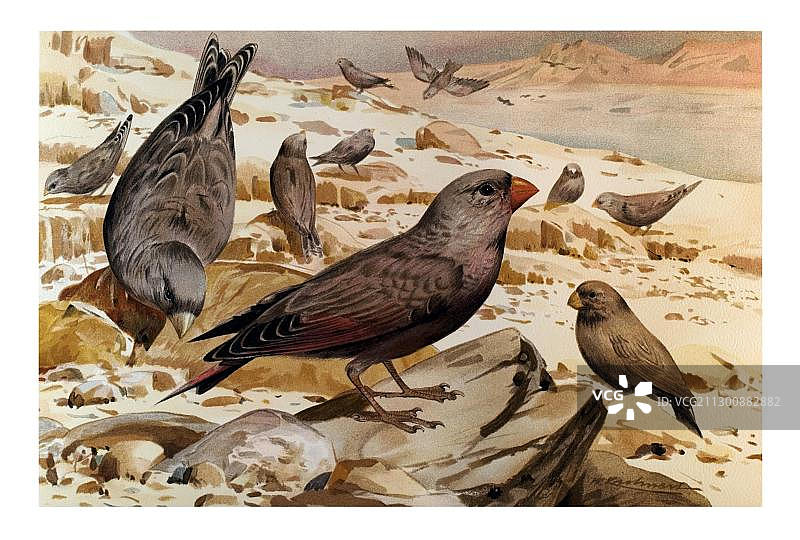 号嘴雀的历史插图图片素材