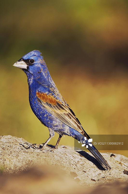 蓝色金翅雀（Guiraca caerulea），雄性，美国中德克萨斯州希尔乡村尤瓦尔迪县，北美洲图片素材