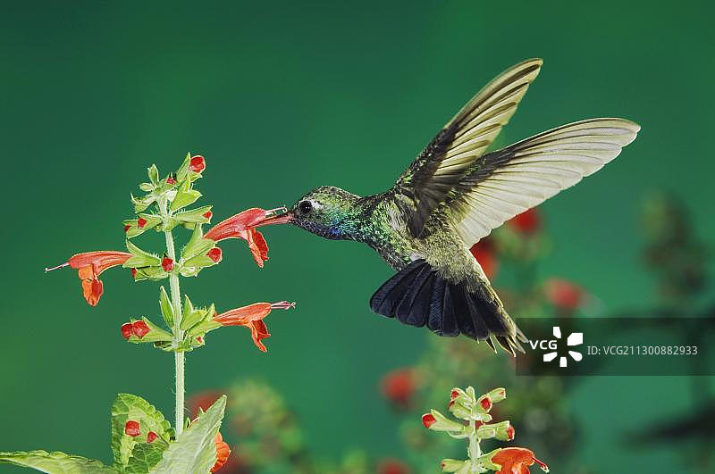 阔嘴蜂鸟，雄性，飞行中以鼠尾草为食，美国亚利桑那州图森市马德拉峡谷，北美洲图片素材