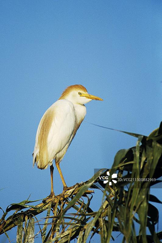 繁殖羽饰的牛背鹭，美国得克萨斯州科珀斯克里斯蒂图片素材