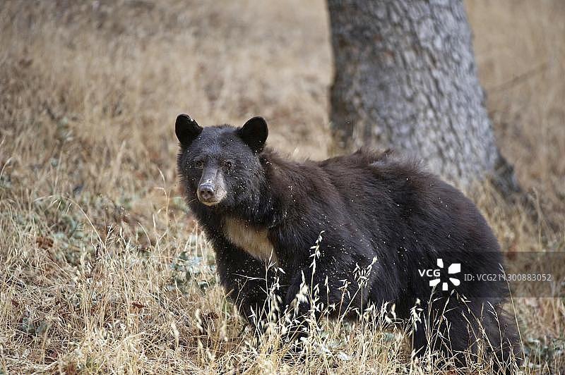 美国加利福尼亚州红杉国家公园的美洲黑熊图片素材