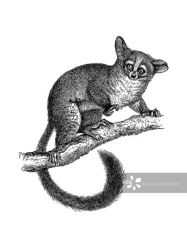 婴猴木刻图片素材