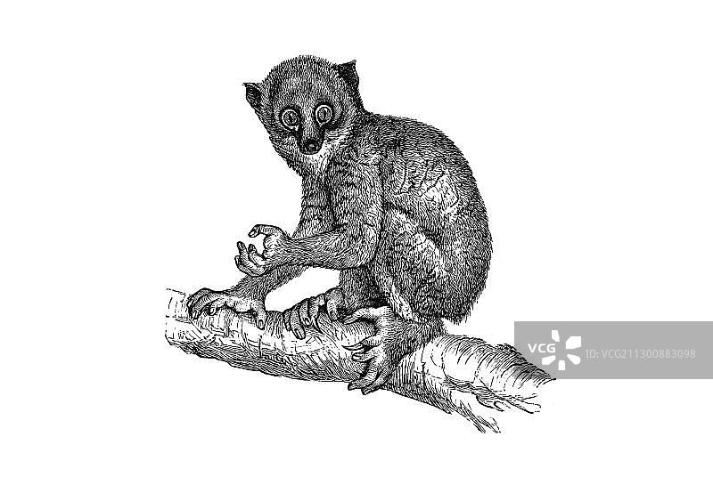 木刻版画：安氏非洲金熊狸图片素材