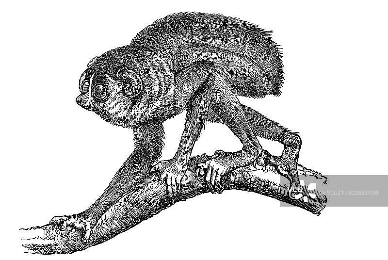 木刻细长懒猴图片素材