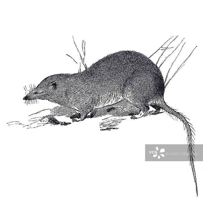 木刻画，鼩鼱（Soricidae）图片素材