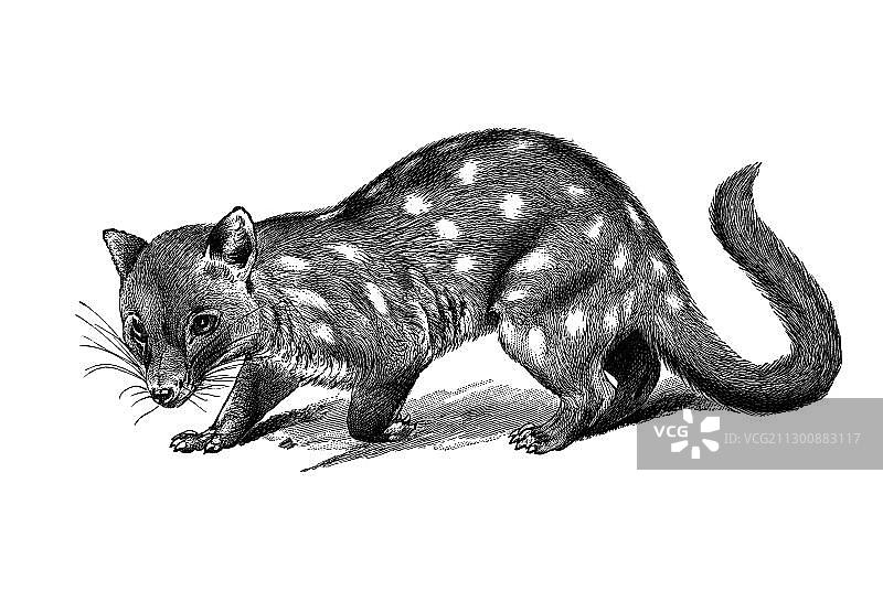 木刻澳洲袋鼬或本地猫（Dasyurus）图片素材