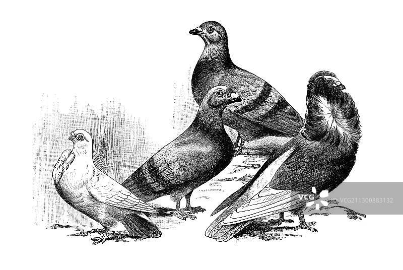 木刻版画：海鸥鸽、信鸽、岩鸽、假发鸽（从左到右）图片素材