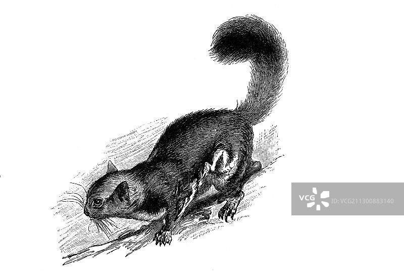 雕版画：蜜袋鼯图片素材