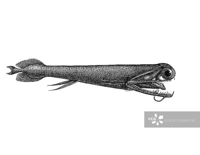 深海鱼：印度黑口鱼木刻图片素材